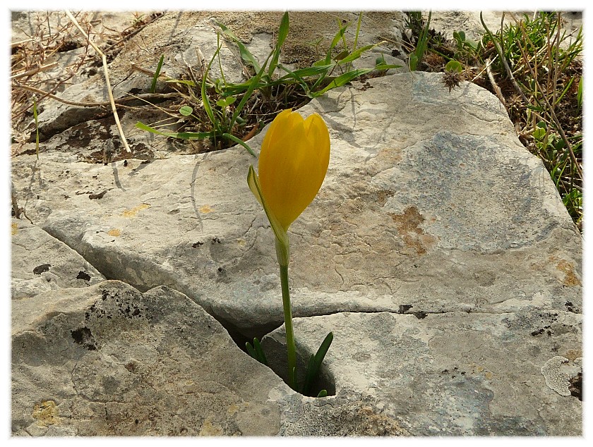 Sternbergia lutea(Cyclamen hederifolium, Biarum tenuifolium)